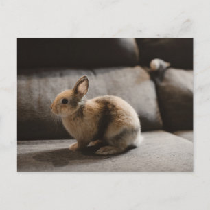 Cutest Baby Animals   Netherland Dwarf Rabbit Postcard