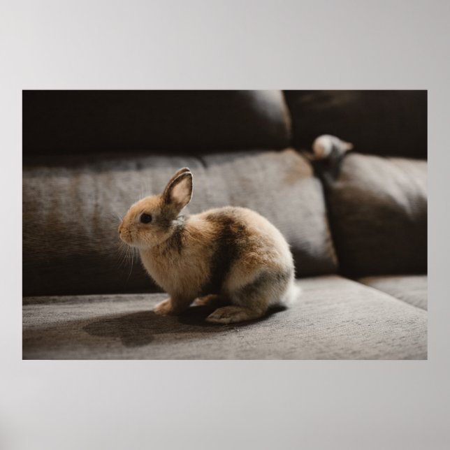 Cutest Baby Animals | Netherland Dwarf Rabbit Poster (Front)