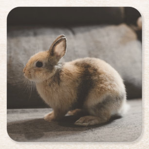 Cutest Baby Animals Netherland Dwarf Rabbit Square Paper Coaster