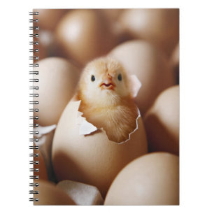 Cutest Baby Animals New Baby Chick Notebook