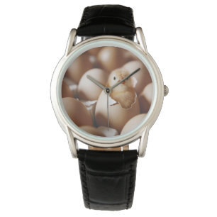 Cutest Baby Animals   New Baby Chick Watch