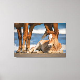 Cutest Baby Animals Newborn Corolla Wild Horse Canvas Print