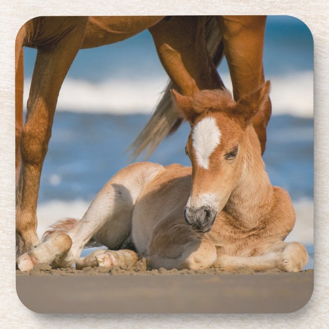 Cutest Baby Animals | Newborn Corolla Wild Horse Coaster (Front)