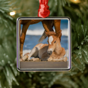 Cutest Baby Animals   Newborn Corolla Wild Horse Metal Ornament