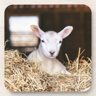 Cutest Baby Animals   Newborn Lamb Coaster