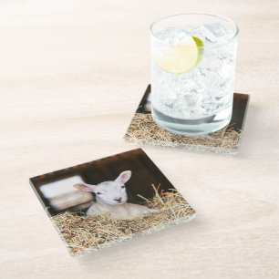 Cutest Baby Animals Newborn Lamb Glass Coaster