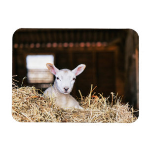 Cutest Baby Animals   Newborn Lamb Magnet