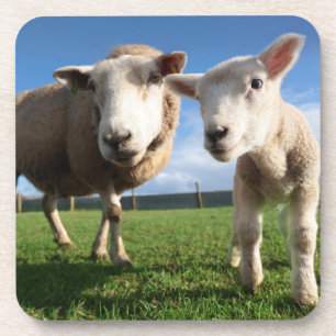 Cutest Baby Animals   Newborn Lamb & Mama Coaster
