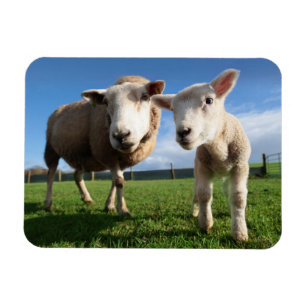 Cutest Baby Animals   Newborn Lamb & Mama Magnet