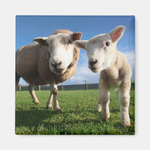 Cutest Baby Animals   Newborn Lamb & Mama Magnet
