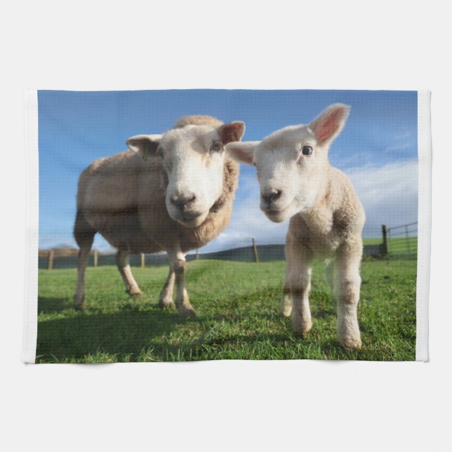 Cutest Baby Animals | Newborn Lamb & Mama Tea Towel (Horizontal)