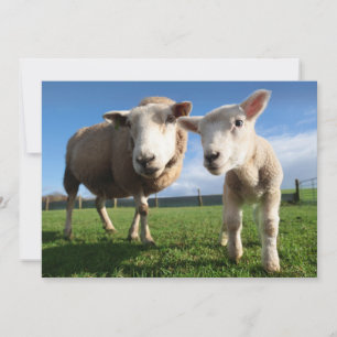 Cutest Baby Animals   Newborn Lamb & Mama Thank You Card
