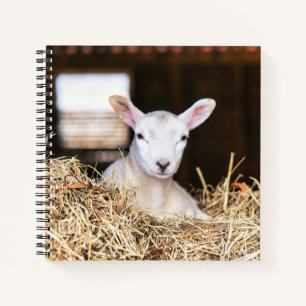 Cutest Baby Animals Newborn Lamb Notebook