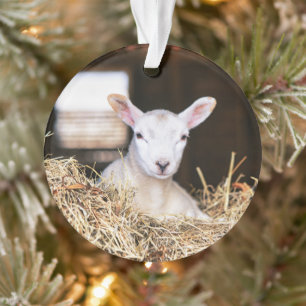Cutest Baby Animals Newborn Lamb Ornament