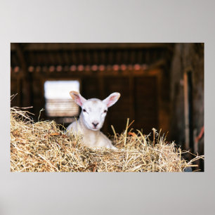 Cutest Baby Animals Newborn Lamb Poster