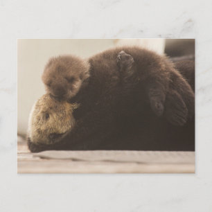 Cutest Baby Animals   Newborn Otter Pup Postcard
