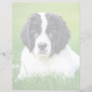 Cutest Baby Animals Newfoundland Puppy
