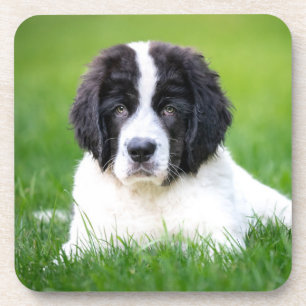 Cutest Baby Animals   Newfoundland Puppy Coaster