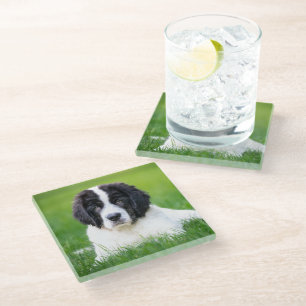 Cutest Baby Animals Newfoundland Puppy Glass Coaster