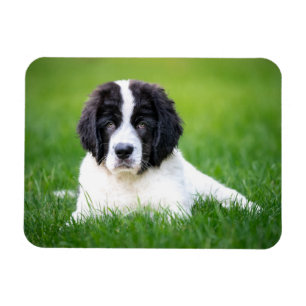 Cutest Baby Animals   Newfoundland Puppy Magnet