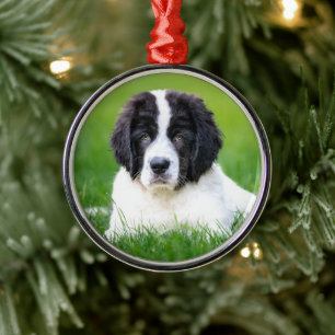 Cutest Baby Animals   Newfoundland Puppy Metal Ornament