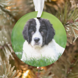 Cutest Baby Animals   Newfoundland Puppy Ornament