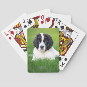Cutest Baby Animals Newfoundland Puppy Playing Cards