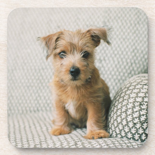 Cutest Baby Animals | Norfolk Terrier Puppy Coaster (Front)