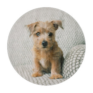 Cutest Baby Animals   Norfolk Terrier Puppy Cutting Board