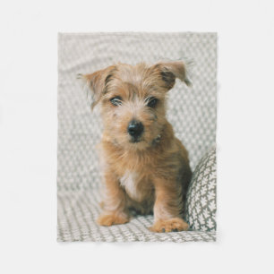 Cutest Baby Animals   Norfolk Terrier Puppy Fleece Blanket