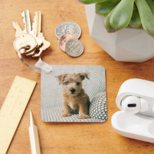 Cutest Baby Animals   Norfolk Terrier Puppy Key Ring