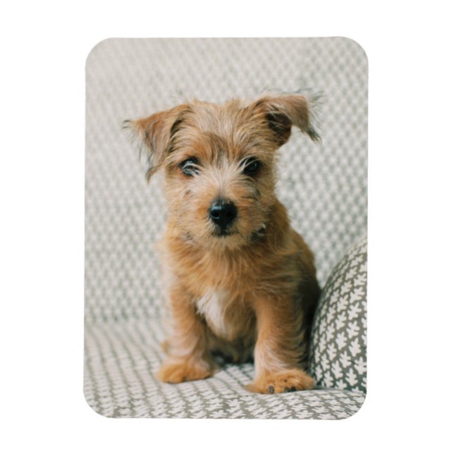 Cutest Baby Animals | Norfolk Terrier Puppy Magnet (Vertical)