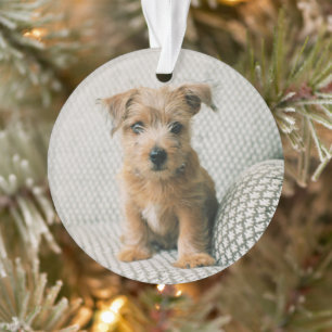Cutest Baby Animals Norfolk Terrier Puppy Ornament