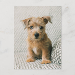 Cutest Baby Animals   Norfolk Terrier Puppy Postcard