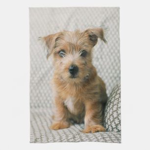Cutest Baby Animals Norfolk Terrier Puppy Tea Towel