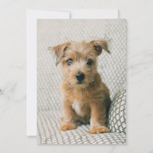Cutest Baby Animals   Norfolk Terrier Puppy Thank You Card