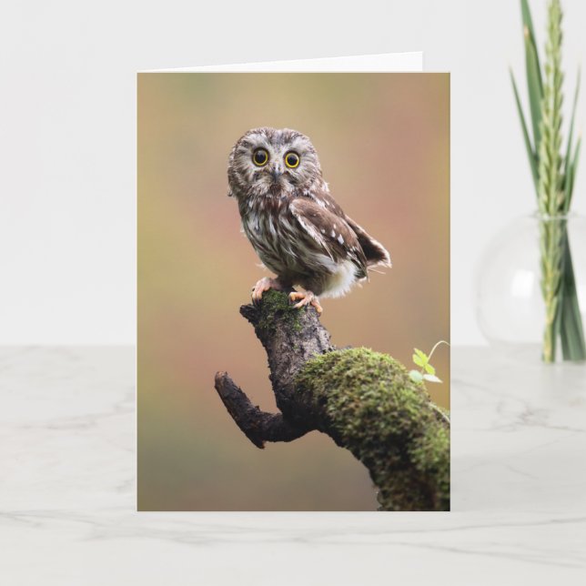 Cutest Baby Animals | Northern Saw Whet Owl Card (Front)