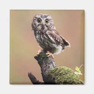 Cutest Baby Animals   Northern Saw Whet Owl Magnet