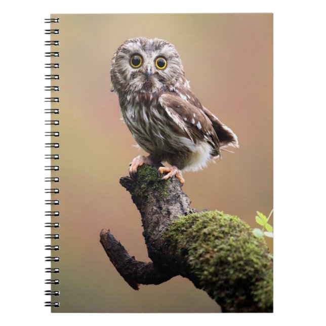 Cutest Baby Animals | Northern Saw Whet Owl Notebook (Front)