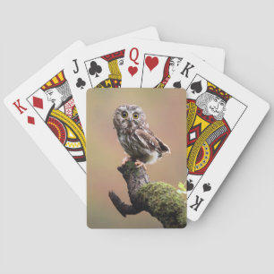 Cutest Baby Animals   Northern Saw Whet Owl Playing Cards
