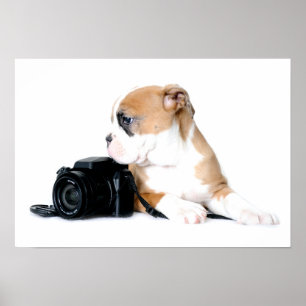 Cutest Baby Animals Old Tyme British Bulldog Poster
