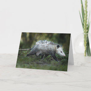 Cutest Baby Animals Opossum Mom & Kids Card