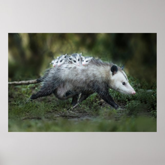 Cutest Baby Animals | Opossum Mum & Kids Poster (Front)