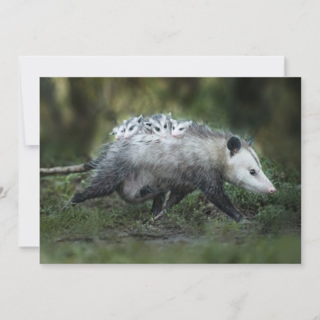 Cutest Baby Animals | Opossum Mum & Kids Thank You Card (Front)