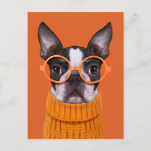Cutest Baby Animals Orange Boston Terrier Postcard