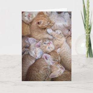 Cutest Baby Animals   Orange Kitten Pile Card