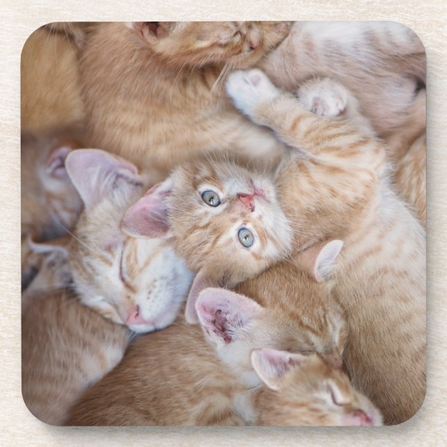 Cutest Baby Animals | Orange Kitten Pile Coaster (Front)