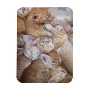 Cutest Baby Animals Orange Kitten Pile Magnet