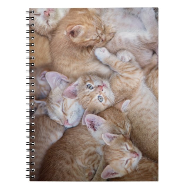 Cutest Baby Animals | Orange Kitten Pile Notebook (Front)