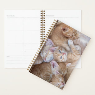 Cutest Baby Animals   Orange Kitten Pile Planner